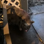 A pig named Wattles