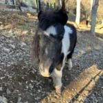 A pony named Ivan