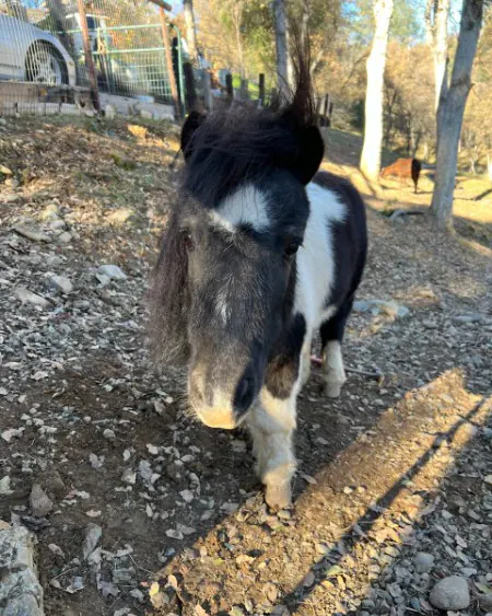 A pony named Ivan