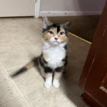 A cat on the kitchen floor