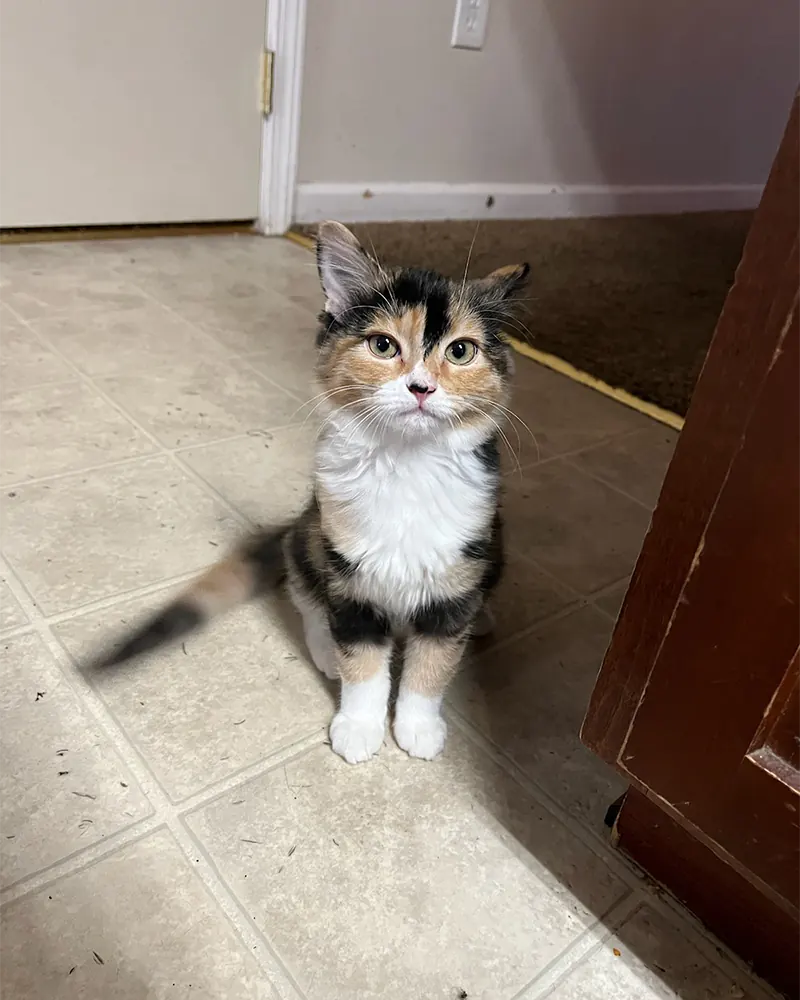 A cat on the kitchen floor