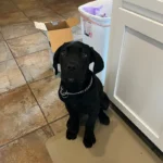 A black dog in the kitchen