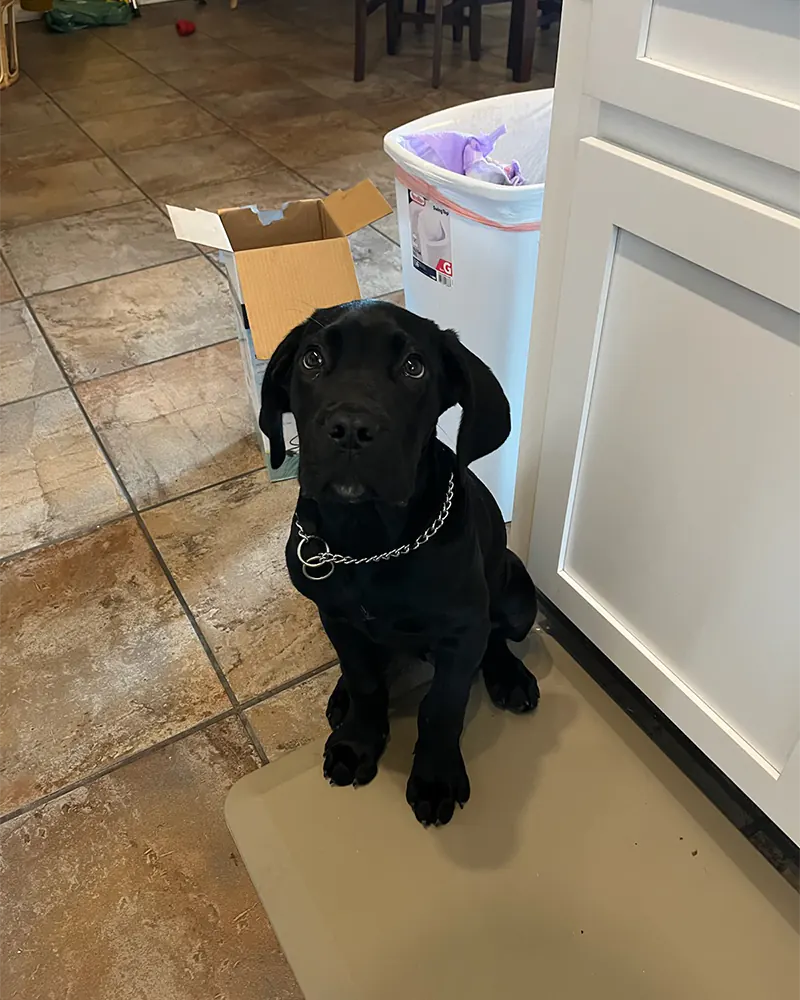 A black dog in the kitchen