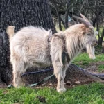 Billy boat standing in grass