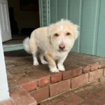 dog sitting on brick porch