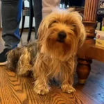 dog sitting on hardwood flooring