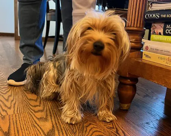 dog sitting on hardwood flooring