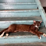 rusty cat sitting on patina staircase