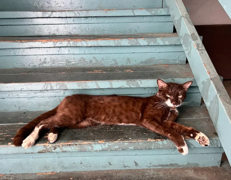 rusty cat sitting on patina staircase