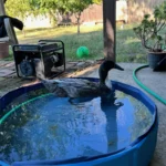 duck swimming in small pool