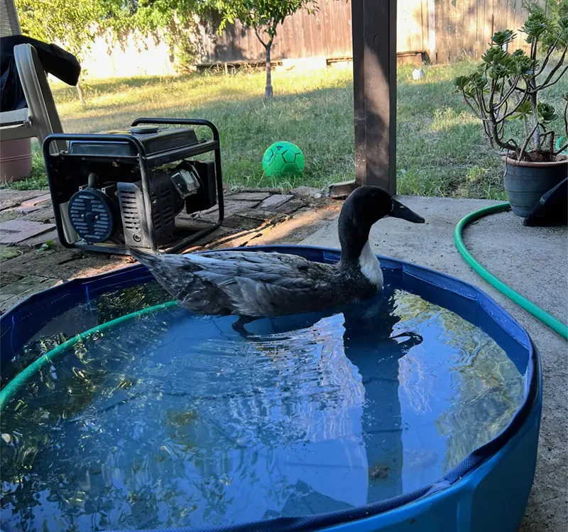 duck swimming in small pool
