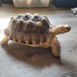 turtle on hardwood floor