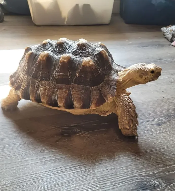 turtle on hardwood floor