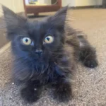 cat sitting on carpet