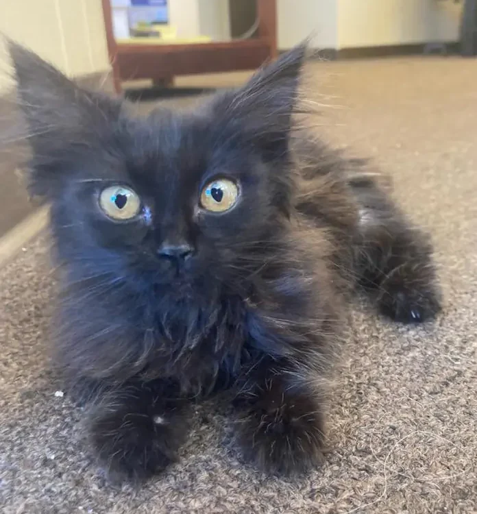 cat sitting on carpet