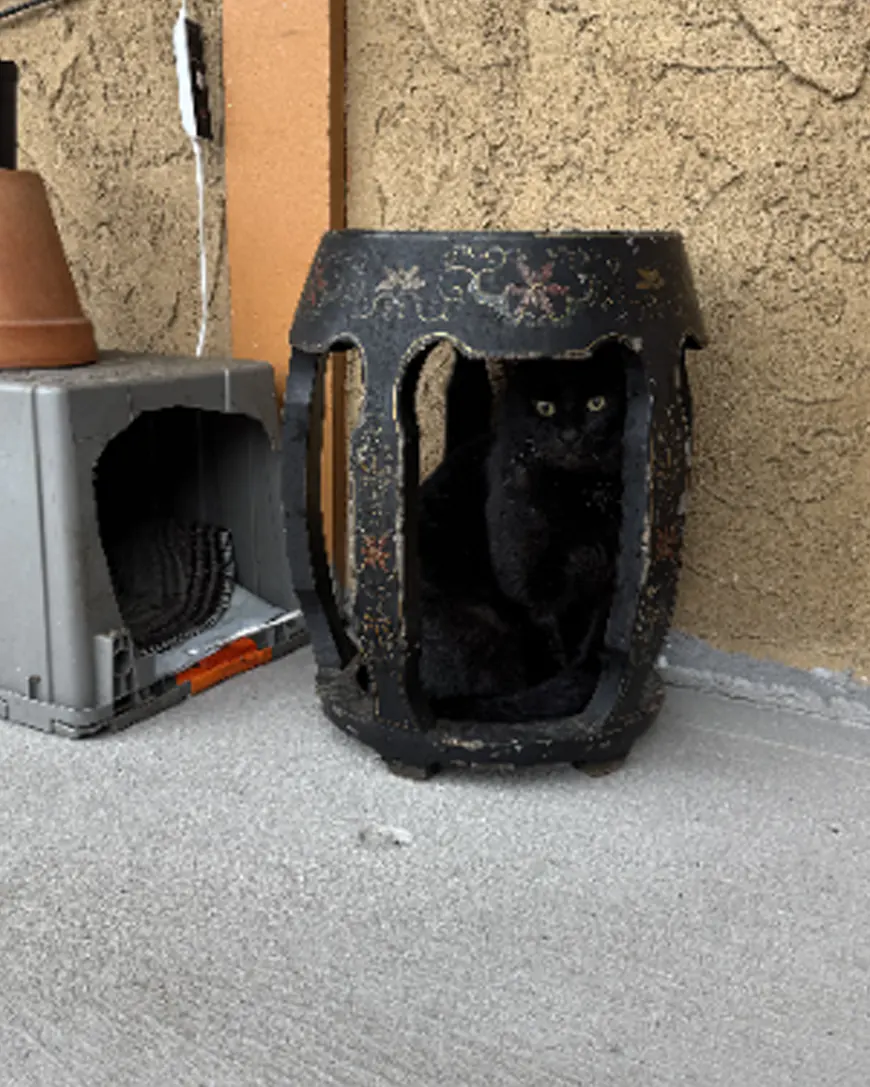 cat hiding underneath table