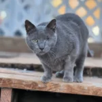 one eyed cat on bench