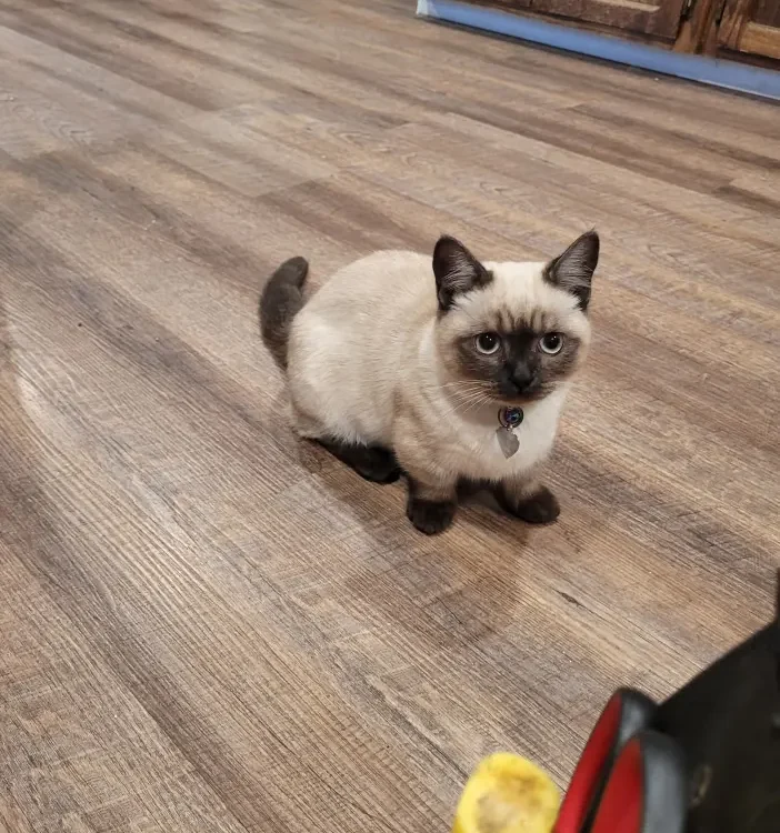 cat on hardwood flooring