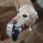 dog looking up with food bowl in mouth