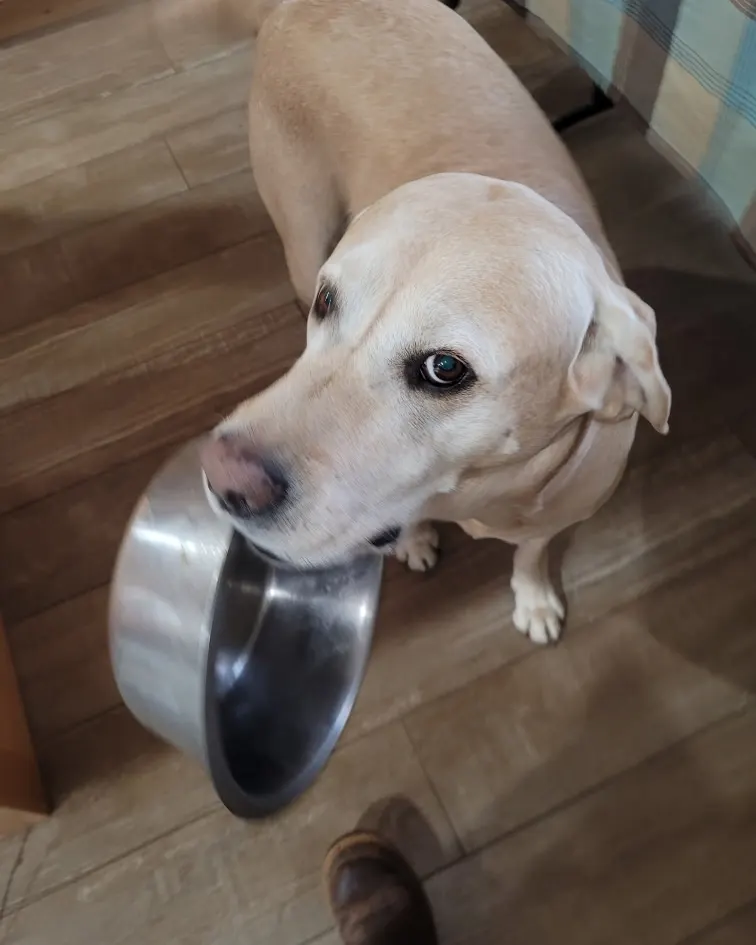 dog looking up with food bowl in mouth